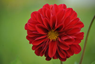 Close-up of red flower blooming outdoors