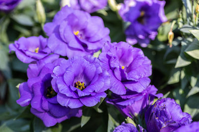 Close-up of purple flowering plant