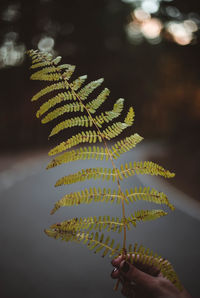 Close-up of hand holding leaves