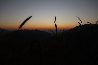 Silhouette plants on field against sky during sunset