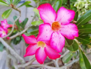 Close-up of pink day lily blooming outdoors