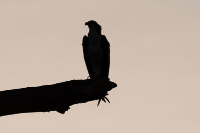 Low angle view of silhouette bird perching on branch against sky