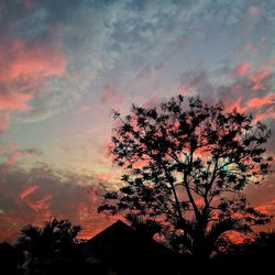 Silhouette of tree at sunset