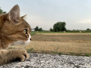 Close-up of a cat on field