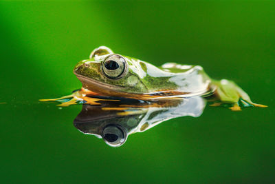 Close-up of frog in water