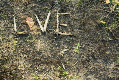 Grass growing in field