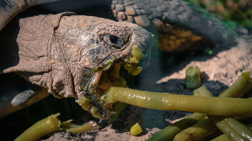 Close-up of turtle in sea