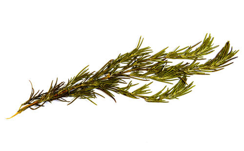 Close-up of wheat against white background