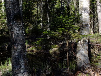 Pine trees in forest