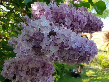 Close-up of pink hydrangea flowers