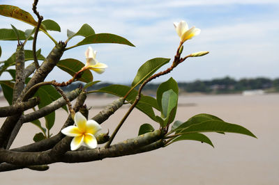 Close-up of frangipani on tree against sky