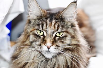 Close-up portrait of cat