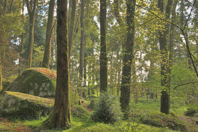 Low angle view of trees in forest