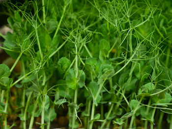 Full frame shot of fresh green plants