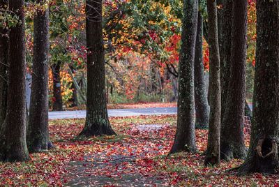 Trees in park during autumn