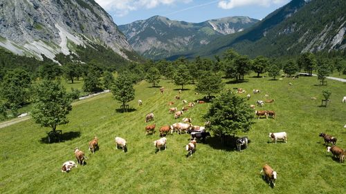 Flock of sheep grazing in a field