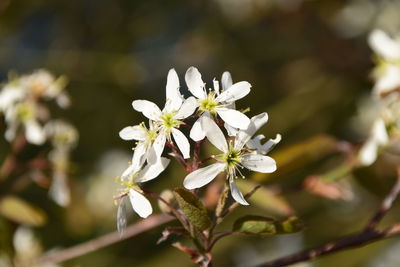 Close-up of white flowering plant