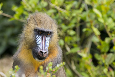 Mandrill  looking for food close up