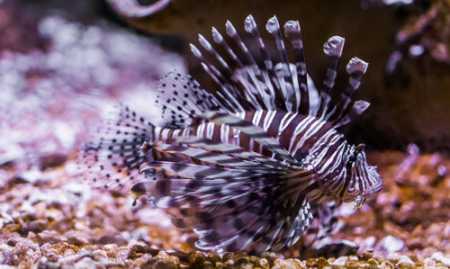 Close-up of fish swimming in sea