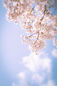 Low angle view of cherry blossom