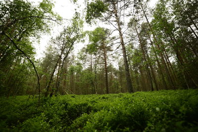 Trees in forest