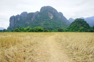 Scenic view of field against sky