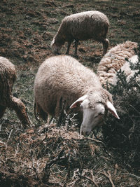 Sheep in a field