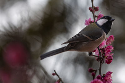 Close-up of bird perching on flower