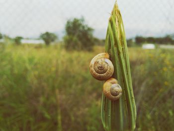 Close-up of snail on field