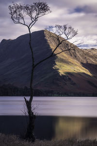 Bare tree by lake against sky