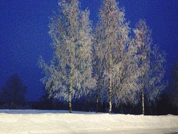 Bare trees on landscape