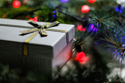 Close-up of christmas tree in box