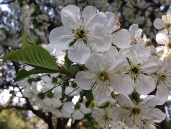 Close-up of apple blossoms in spring