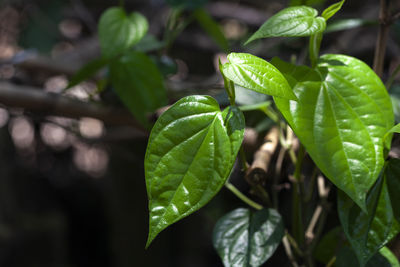 Piper betle or betel pepper or daun sirih for medicinal purposes. paan leaf plant