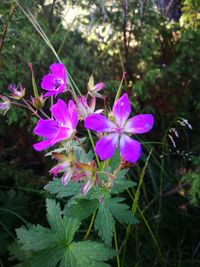 Close-up of pink flowers