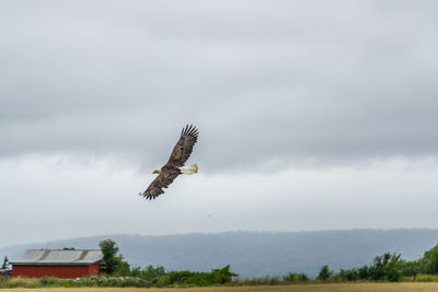 Bird flying over the sky