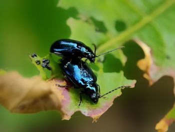 Close-up of insect on leaf