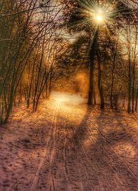 Bare trees on landscape