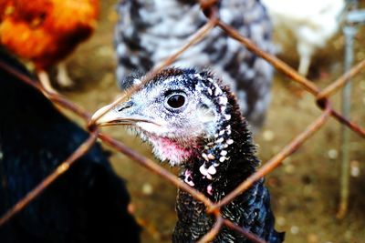 Close-up of a bird