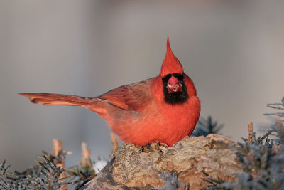 Close-up of bird perching on rock