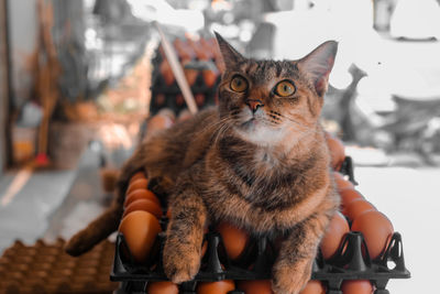Portrait of cat sitting outdoors