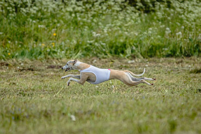 Whippet dog in white shirt running and chasing lure in the field on coursing competition