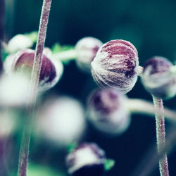 Close-up of plant