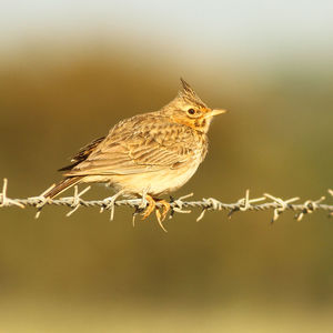 Close-up of bird perching on branch