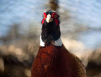 Close-up of rooster