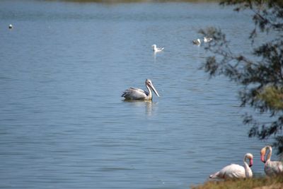 Swans swimming in lake