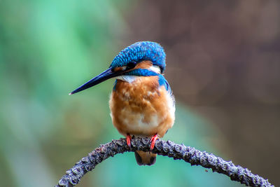 Close-up of bird perching on branch