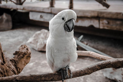 Macaw parrot