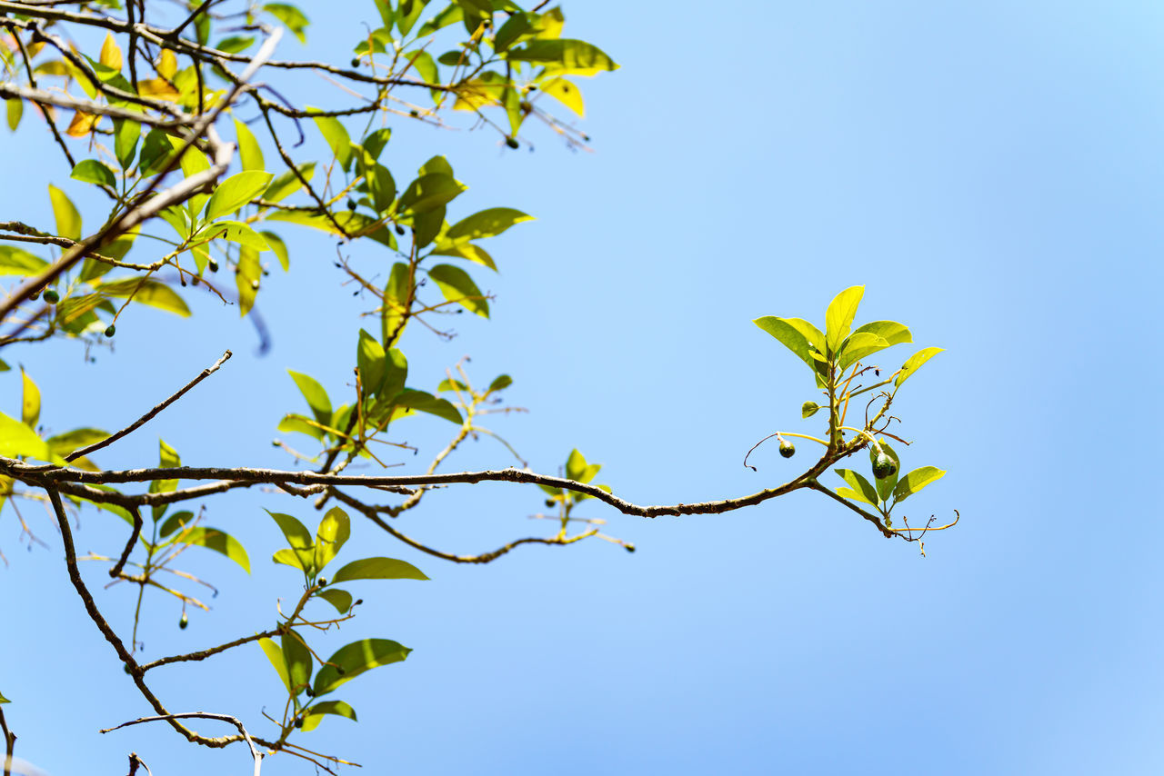 LOW ANGLE VIEW OF TREE BRANCH AGAINST SKY