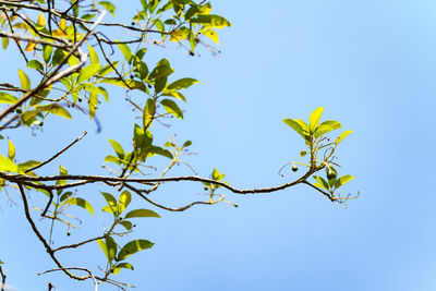 Low angle view of tree branch against blue sky